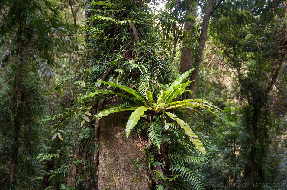 Large tree-trunk hosting climbing and epiphytic plant life