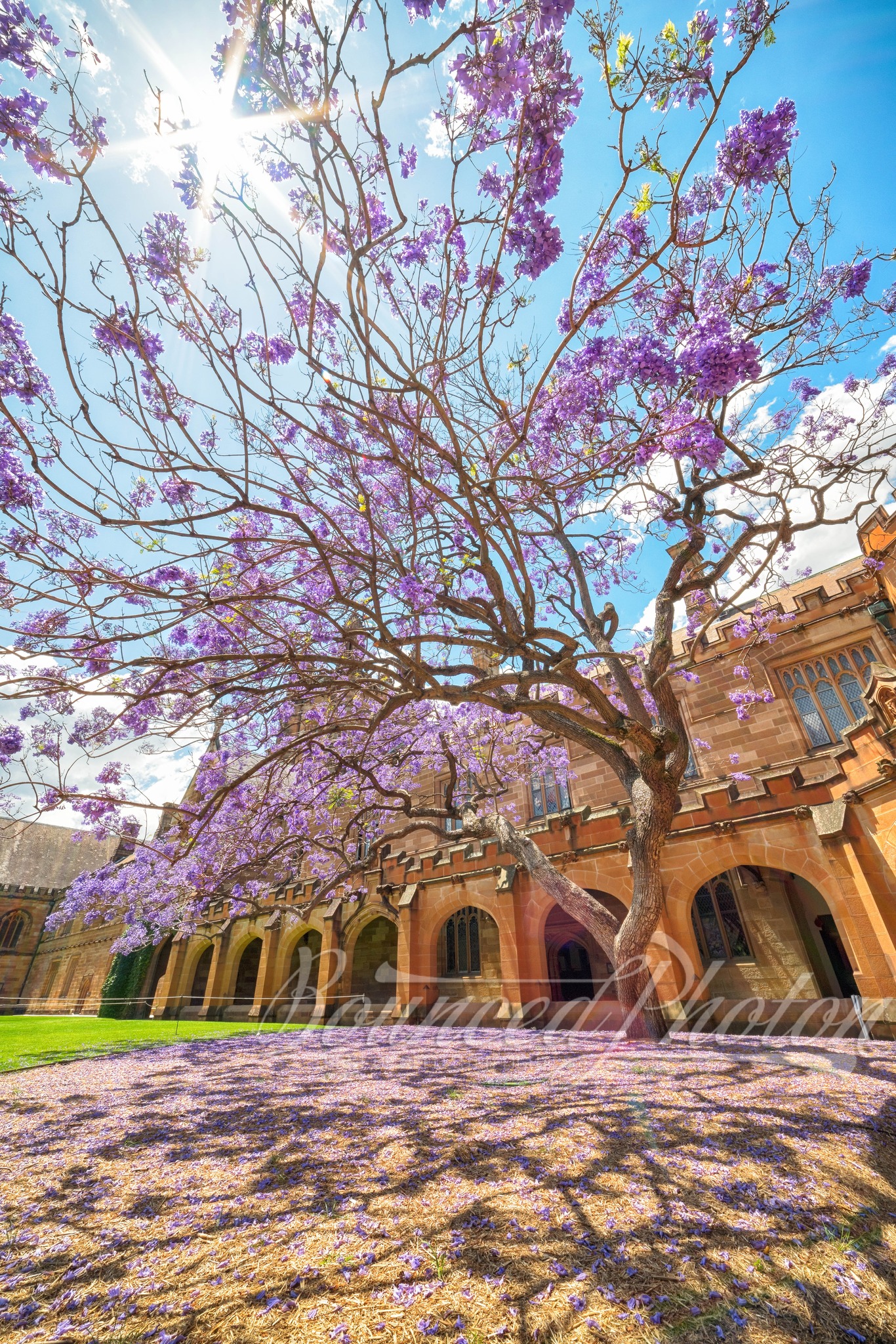 Jacaranda at the University of Sydney Quadrangle