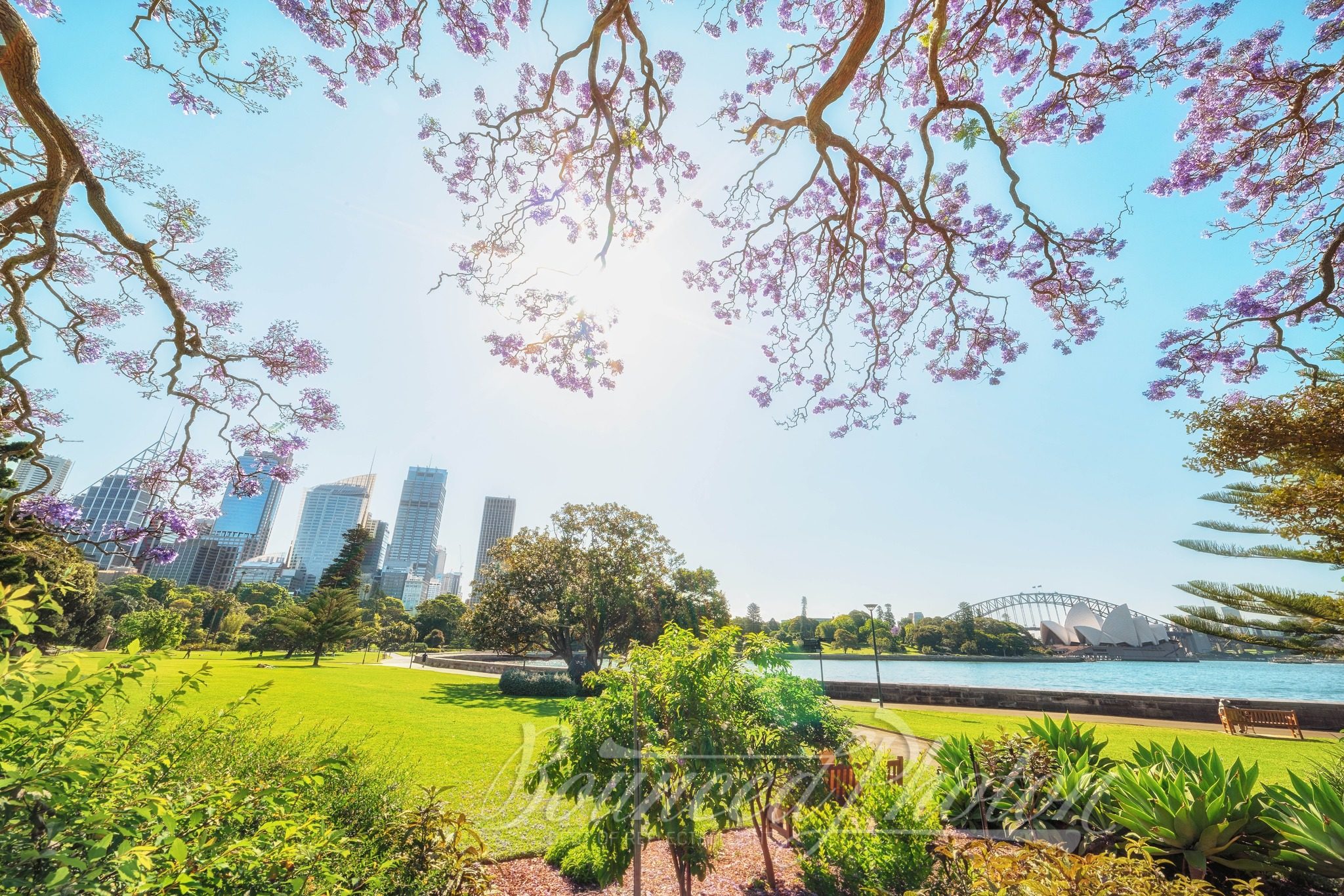 Jacaranda in Royal Botanic Garden, Sydney, Australia
