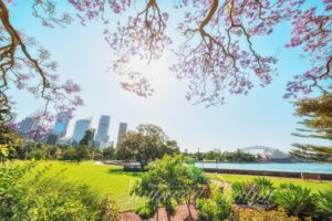 Jacaranda in Royal Botanic Garden, Sydney, Australia