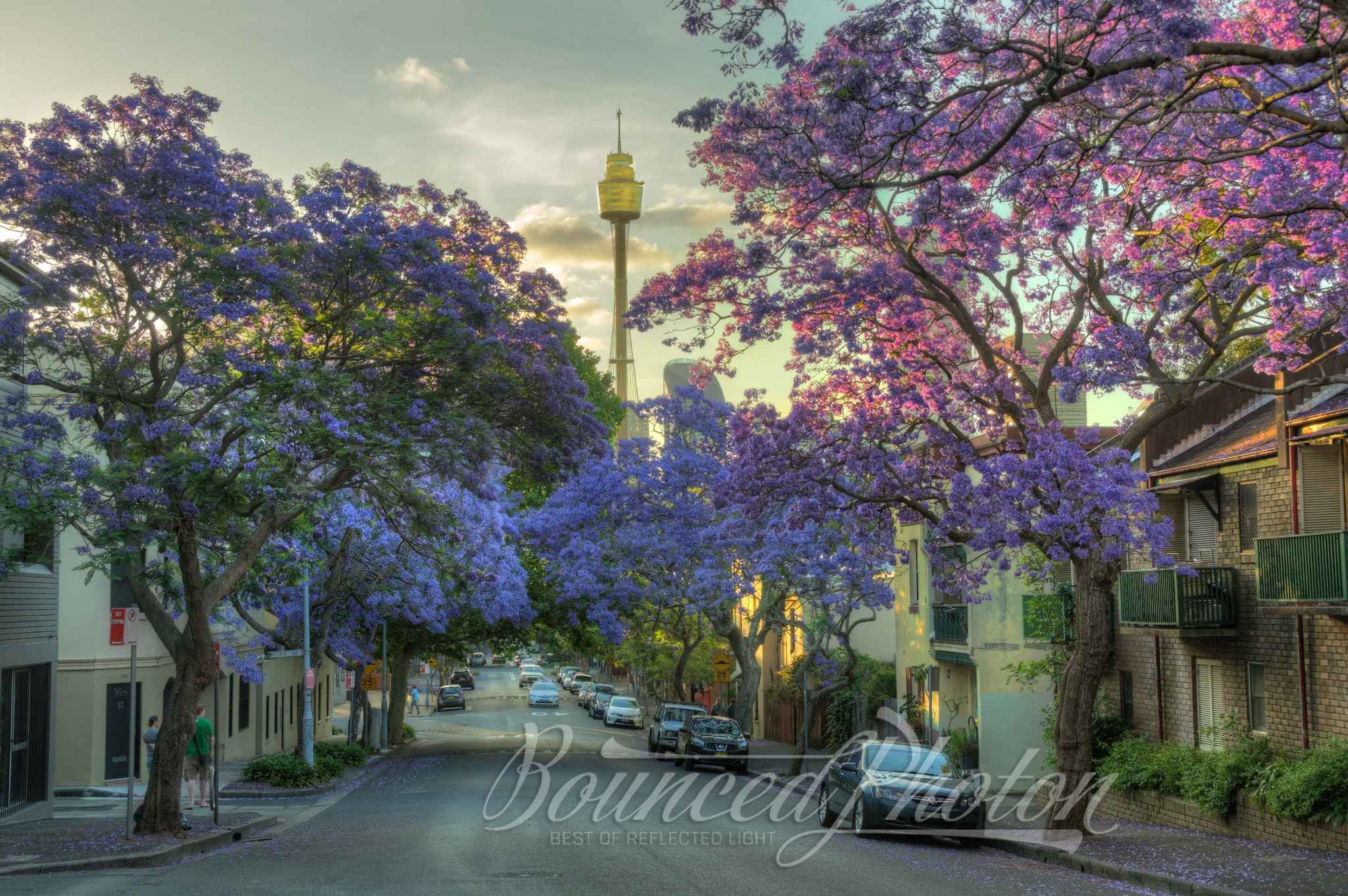 Jacarandas in Bloom on Cathedral Street, Woolloomooloo, Sydney, Australia