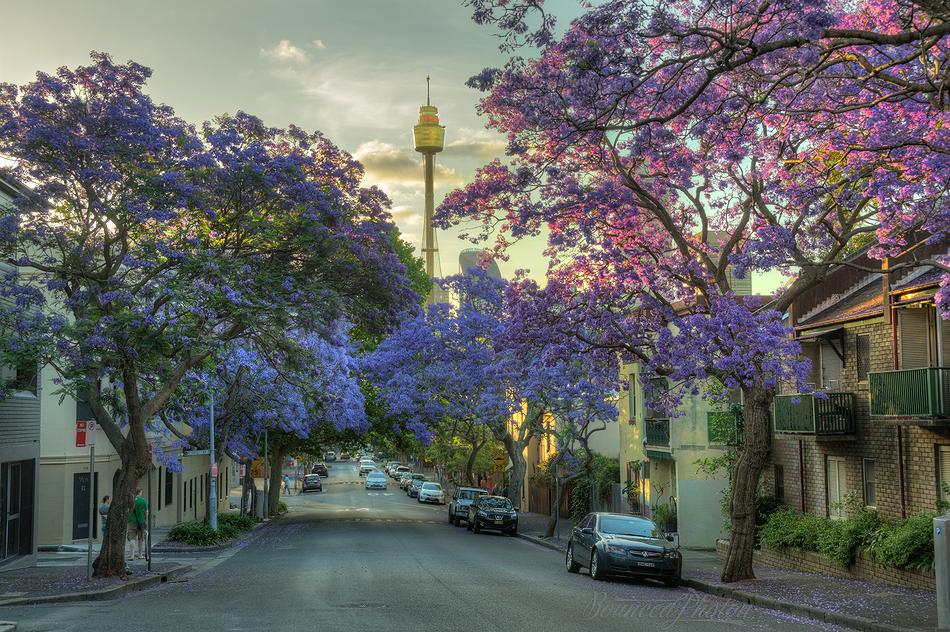 Jacarandas in Bloom on Cathedral Street, Woolloomooloo, Sydney, Australia