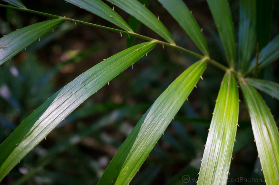 Calamus muelleri, commonly known as lawyer vine with sharp hooks along the leaf edge