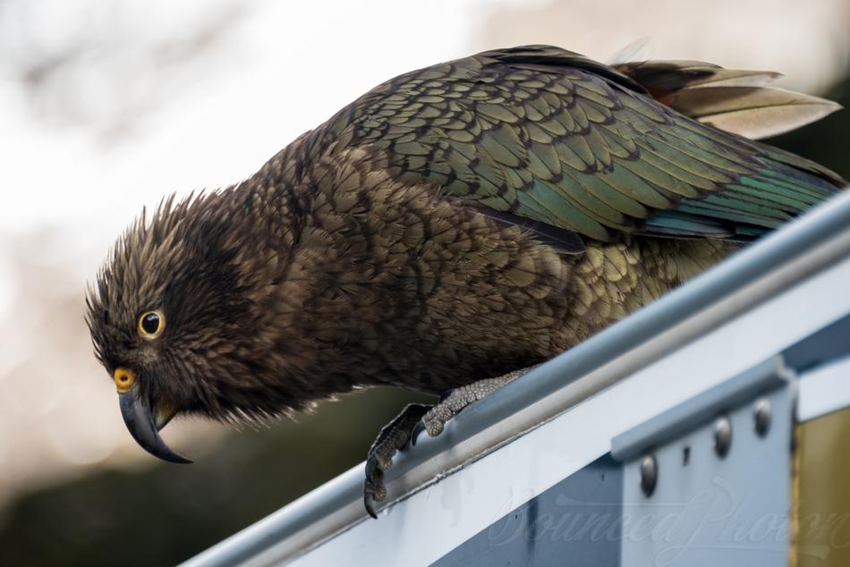 Cheeky Kea