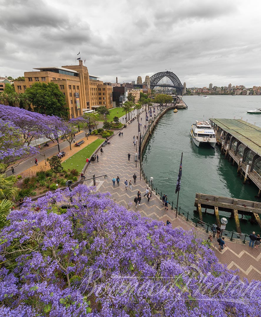 Top 5 Sydney Jacaranda Photospots - Circular Quay