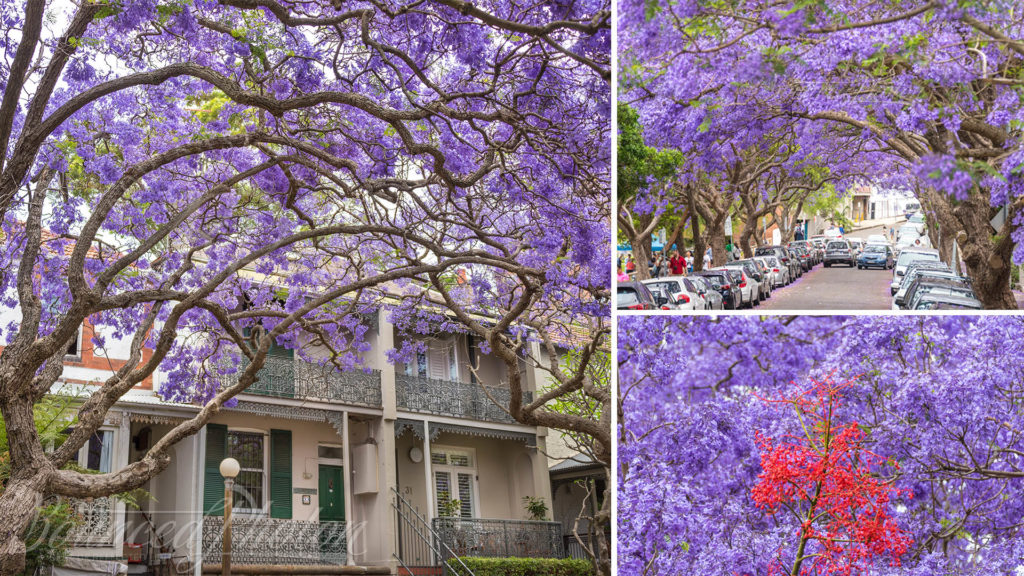 Top 5 Sydney Jacaranda Photospots - McDougall Street