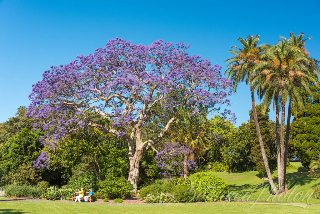 Top 5 Sydney Jacaranda Photospots - Royal Botanic Garden