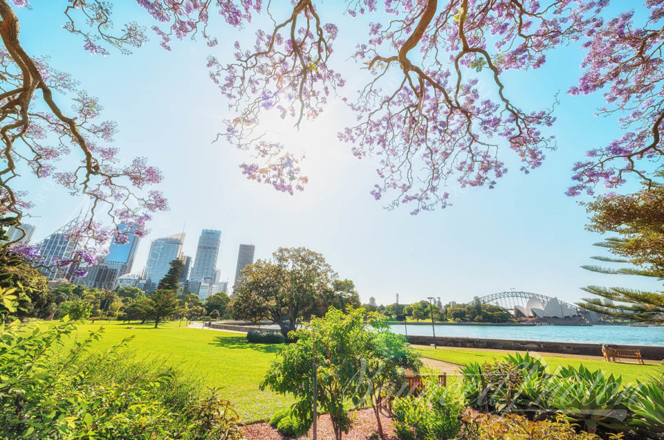 Top 5 Sydney Jacaranda Photospots