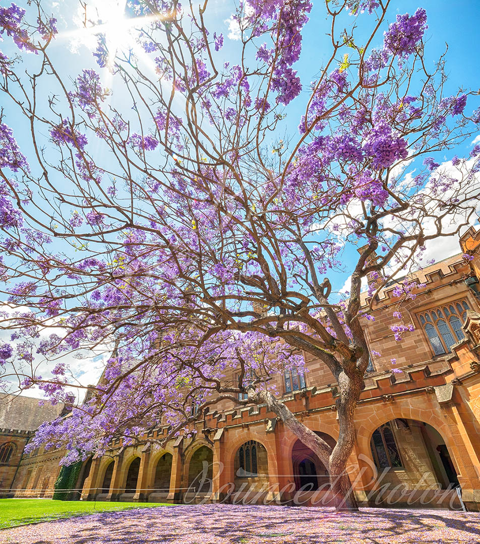 Top 5 Sydney Jacaranda Photospots - University Of Sydney Quadrangle