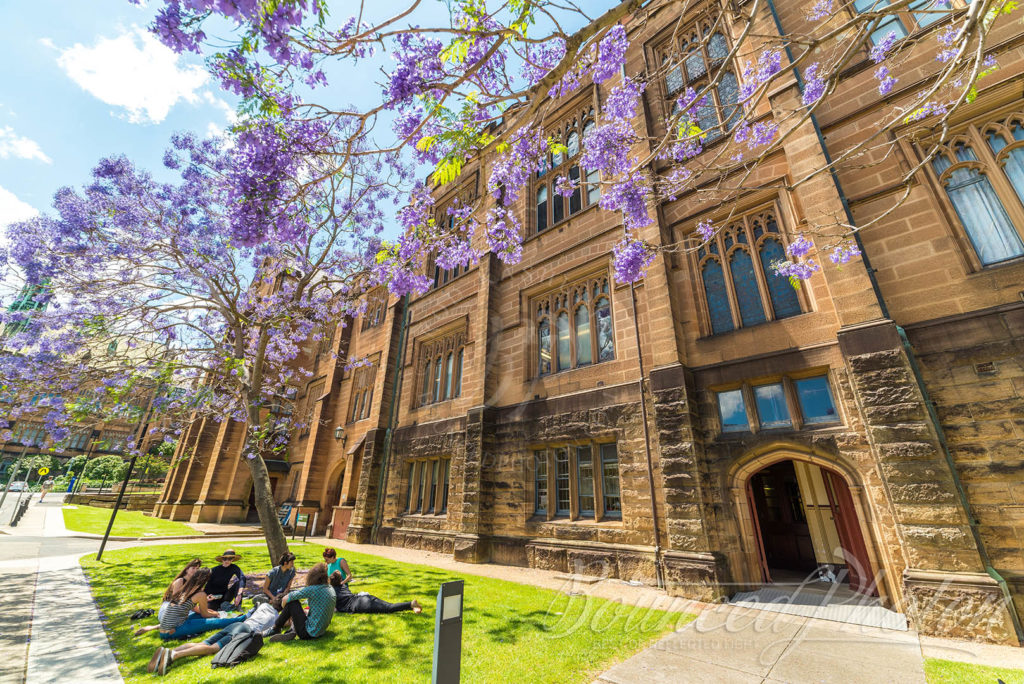 Top 5 Sydney Jacaranda Photospots - University Of Sydney Picnic