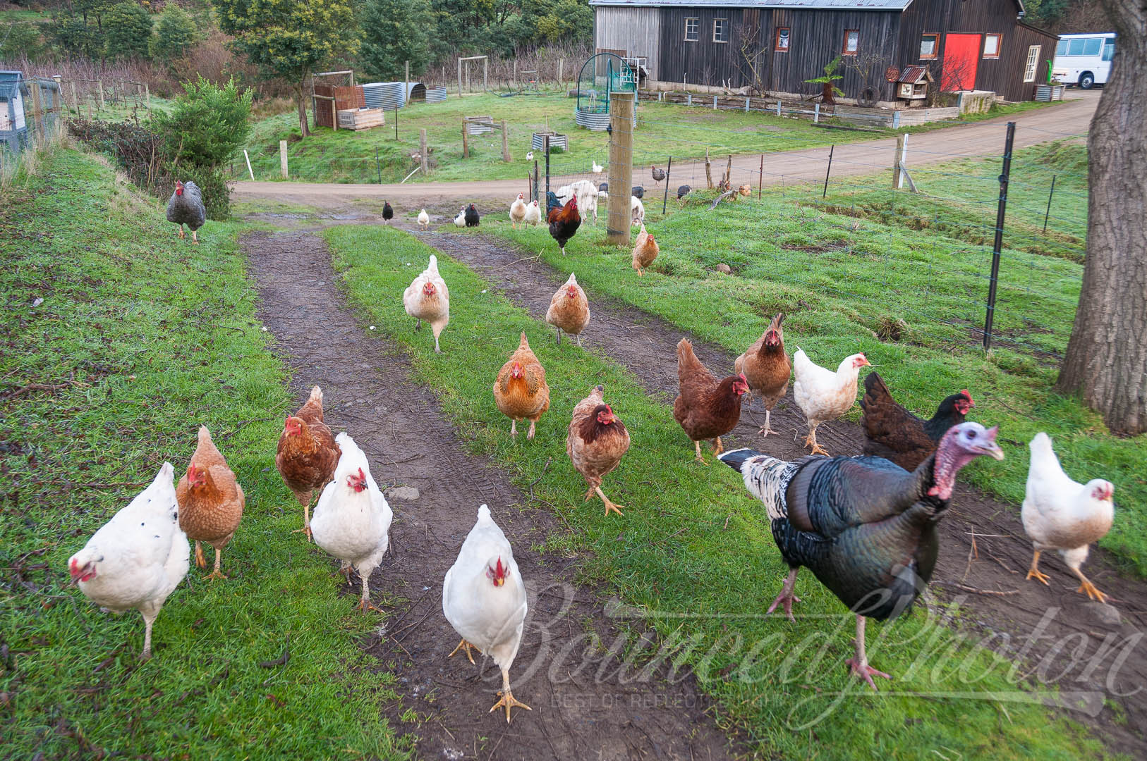 A warm welcome from locals at Eden Farm